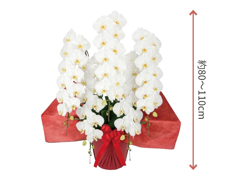 �Ӓ��� �C���[�W�摜