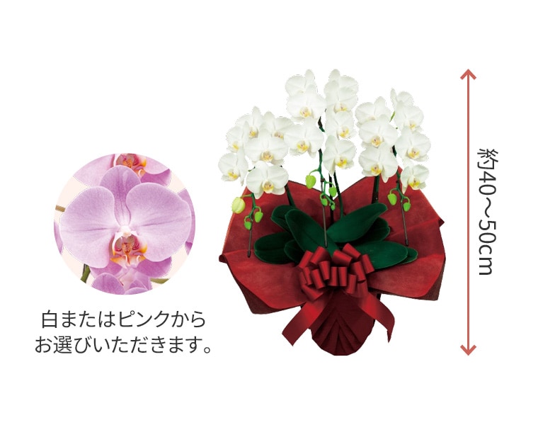 �~�f�B�Ӓ��� �C���[�W�摜