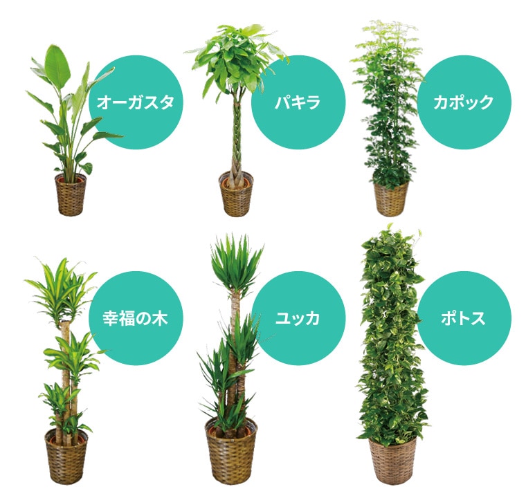 �ϗt�A���̎�� �C���[�W�摜