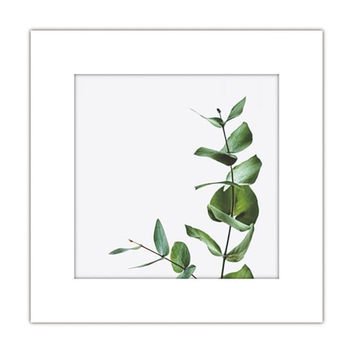 アートトワレ 観葉植物