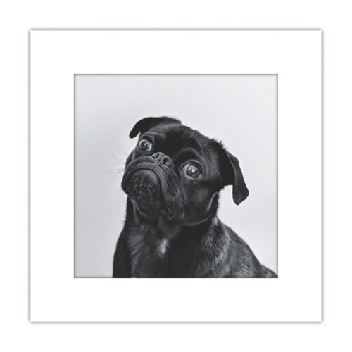 アートトワレ イヌ