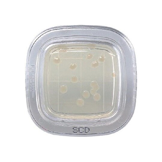 【冷蔵】ぺたんチェックDD SCD寒天培地 1箱