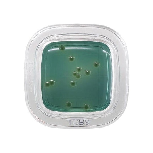 【冷蔵】ぺたんチェックDD TCBS寒天培地 1