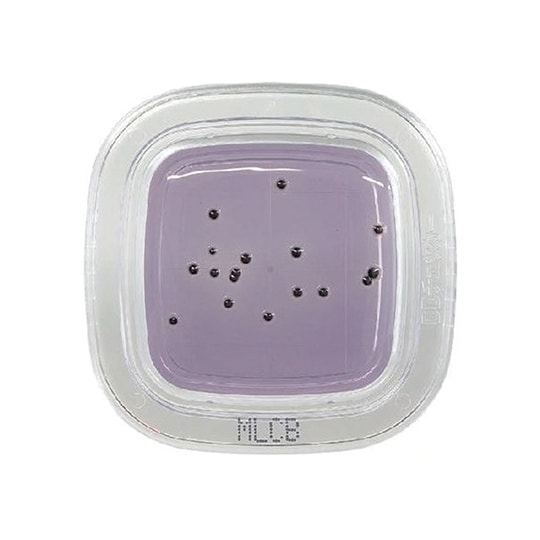 【冷蔵】ぺたんチェックDD MLCB寒天培地 1