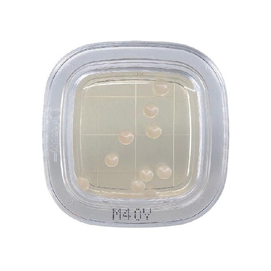 【冷蔵】ぺたんチェックDD M40Y寒天培地 1