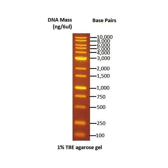 【冷凍】DNA電気泳動マーカー 100−1000