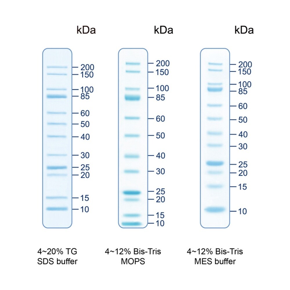 【冷凍】着色済みタンパク質ラダーマーカー PMU