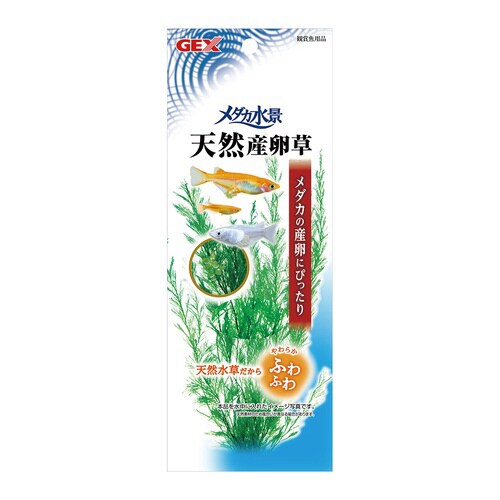 メダカ水景 天然産卵草