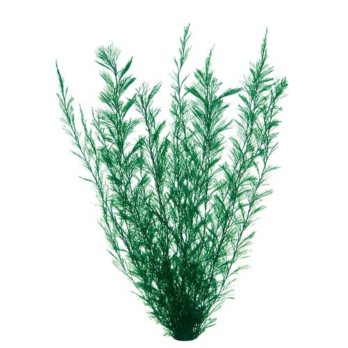 金魚水景 天然おつまみ草