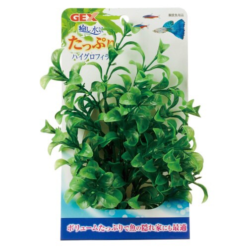 癒し水景たっぷりハイグロフィラ