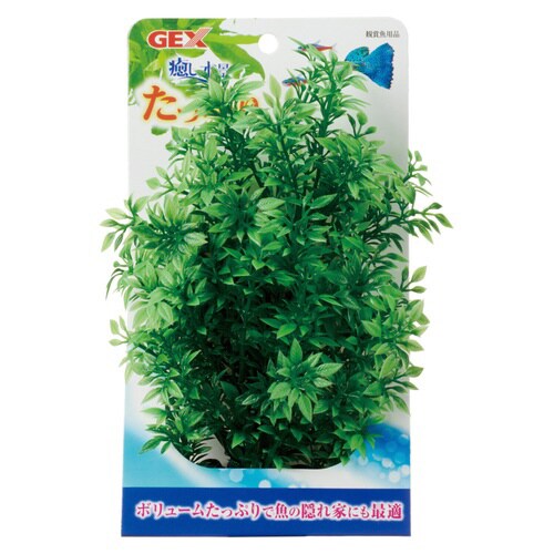 癒し水景たっぷりロタラ