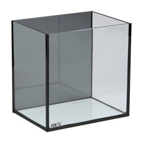 グラステリア メダカ 横見