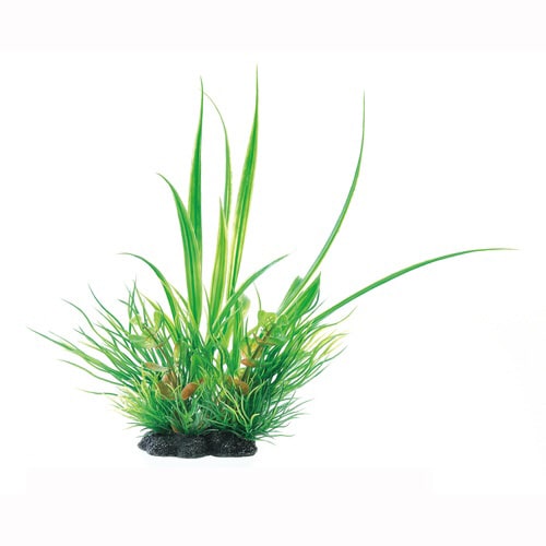 癒し水景MIXプランツシペルス