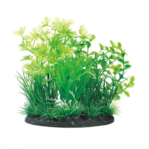 癒し水景MIXプランツロタラ