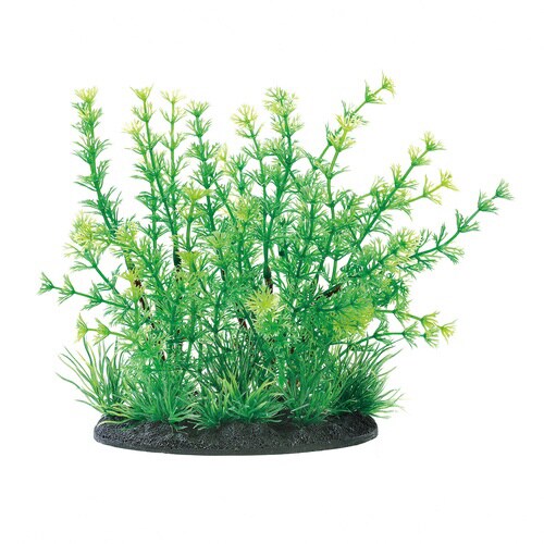 癒し水景MIXプランツアンブリア