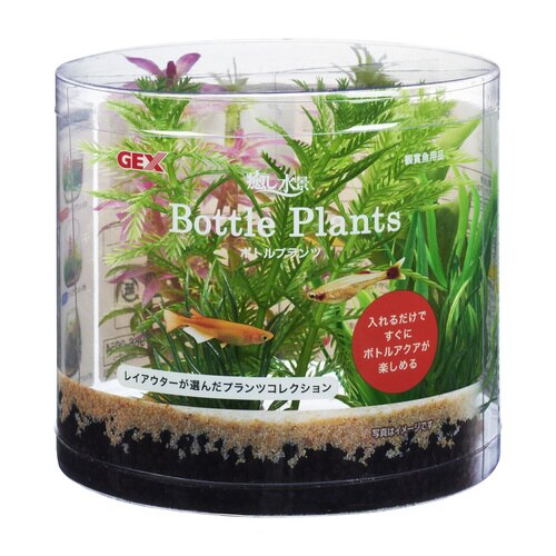癒し水景 ボトルプランツ ミリオフィラム