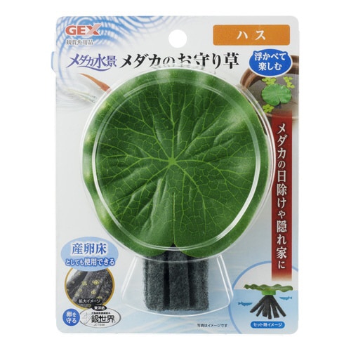 メダカ水景 メダカのお守り草 ハス