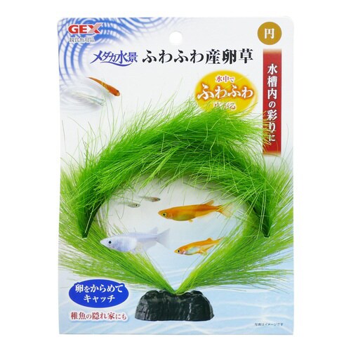 メダカ水景 ふわふわ産卵草 円