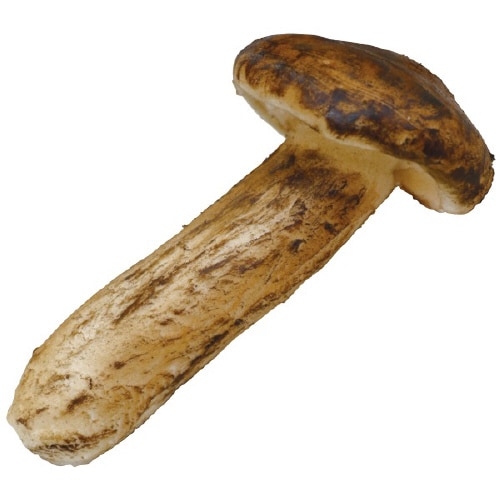 食品サンプル 松茸(大)