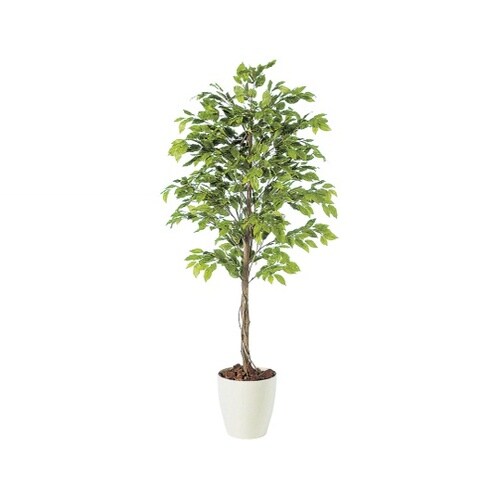 90711 SGベンジャミナスプラッシュ