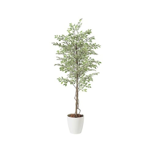 ZST5003スターライト1.5m