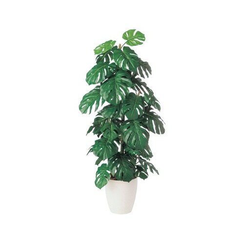 ZST7201モンステラ907621.4