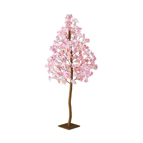桜立ち木 H150cm 23−5−1−1