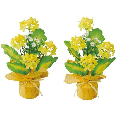 菜の花ラップ 2個 33−14−6−1