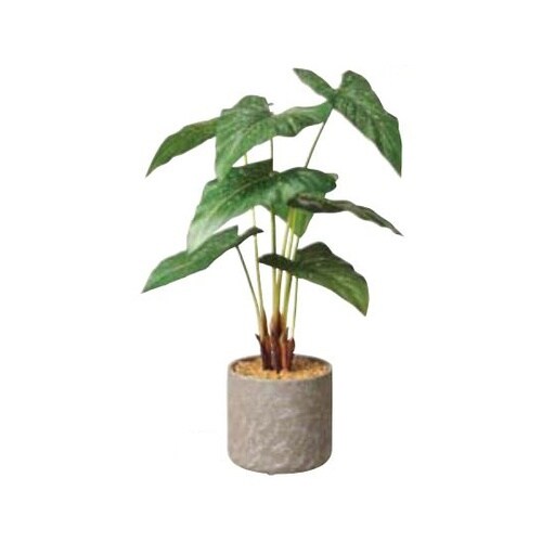 セメントポット アンスリュームリーフ 6