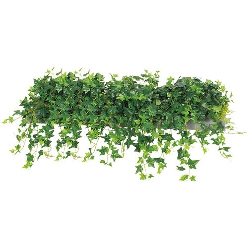 NAIKI ワイドグリーン(シダレ)