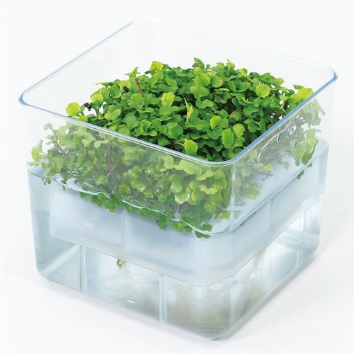 水耕栽培ユニット ベビーリーフミックス