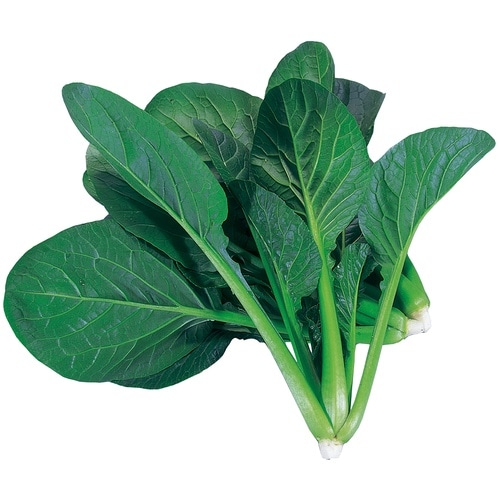 水耕栽培ユニット ベビーコマツナ