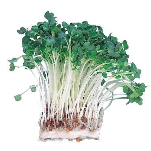 水耕栽培ユニット カイワレダイコン