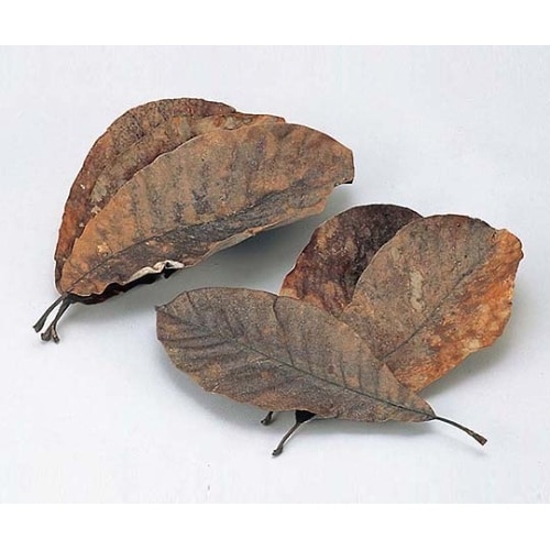 7493200天然朴葉290−360mm