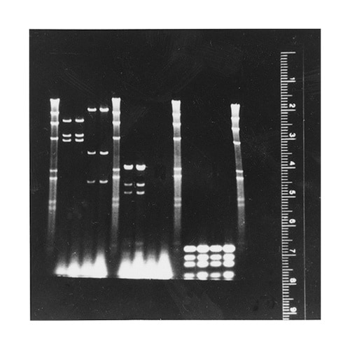 FRK−100 蛍光ルーラーキット