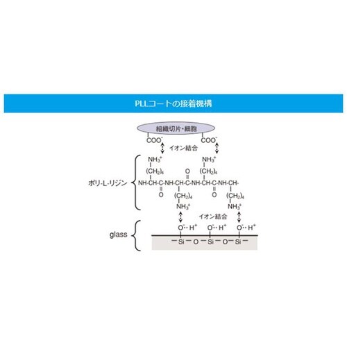 スライドグラス 水切放フロストPLL 厚