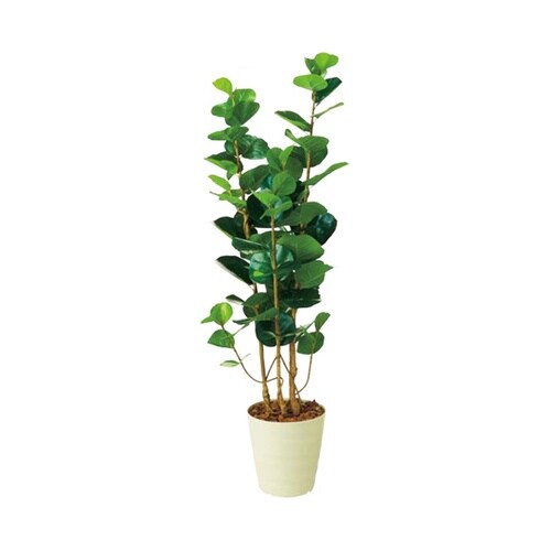 人工樹木 H160cm シーグレープ 6