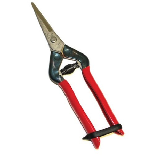 チカマサ ステンレス芽切 摘果鋏