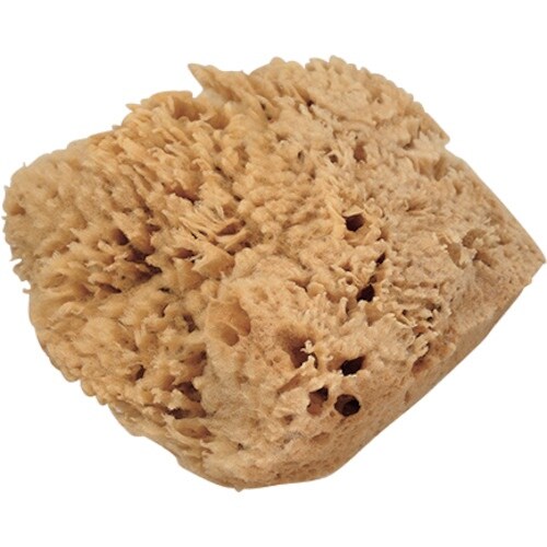 大塚 天然海綿 ハニコム種 Lサイズ