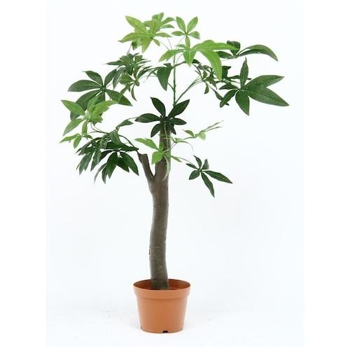 不二貿易 観葉植物 パキラ 朴の木タイプ