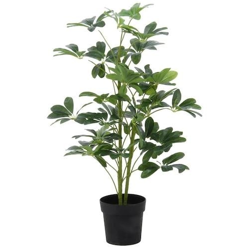 不二貿易 観葉植物 ヤドリフカノキ 216