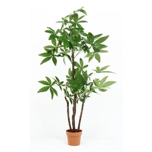 不二貿易 観葉植物 パキラ スタンダード