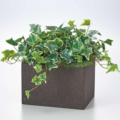 プランターBOXグリーン オランダアイビー