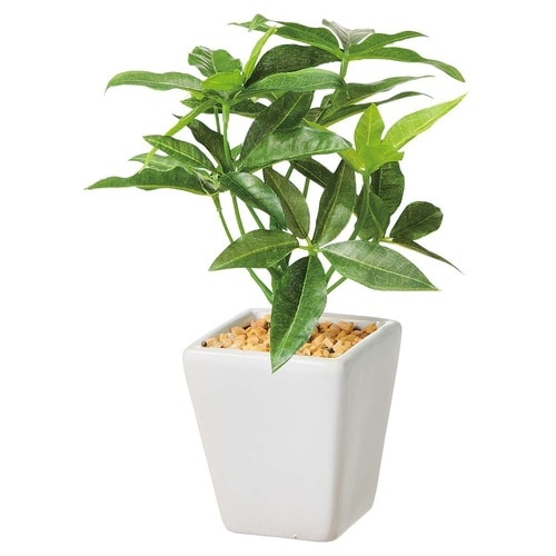 卓上グリーンポット パキラ