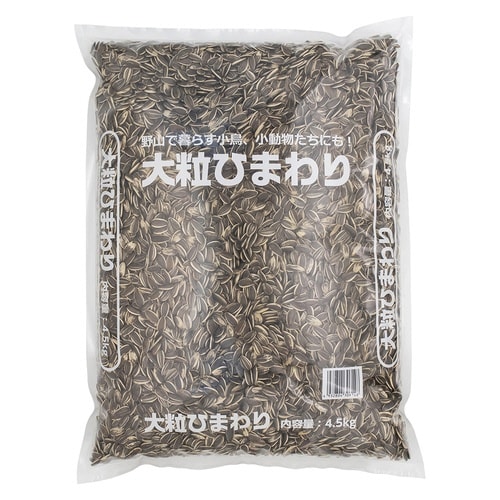 大粒ひまわり×3