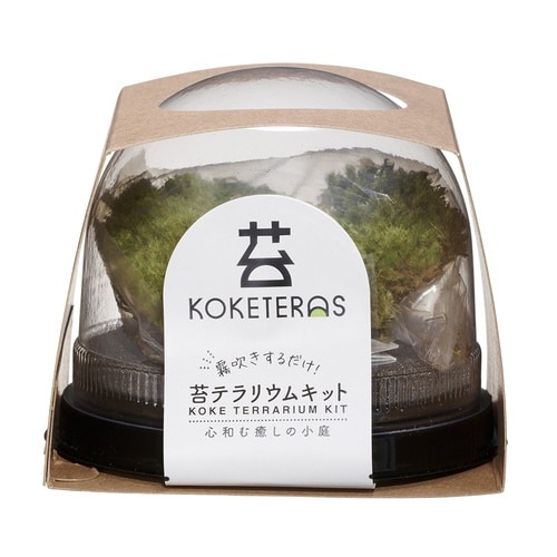 苔テラリウムキット