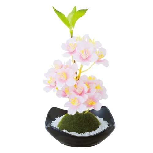 フレグランス 苔玉 盆栽 桜