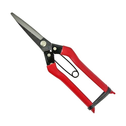 青果鋏 210mm