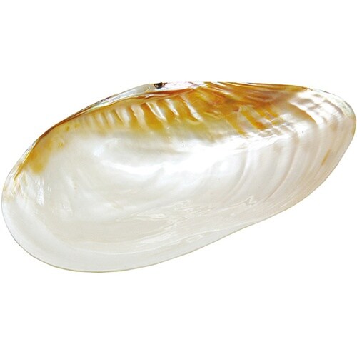 貝殻のお皿 L 08812