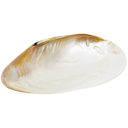 貝殻のお皿 M 08813